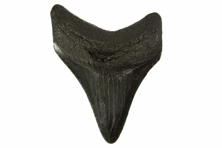 Serrated, Juvenile Megalodon Tooth - South Carolina #332113